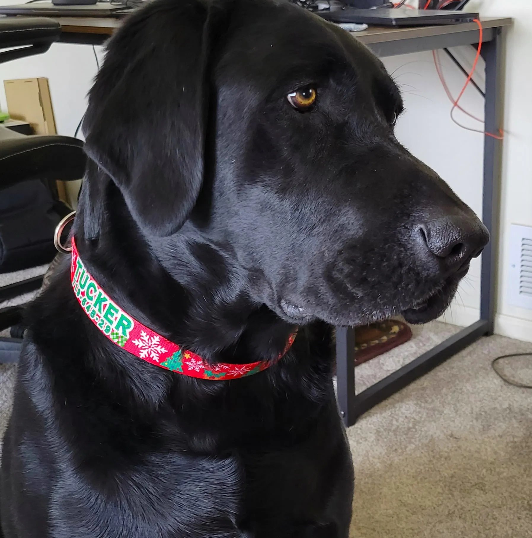 Christmas Tree & Snowflakes Personalized Dog Collar