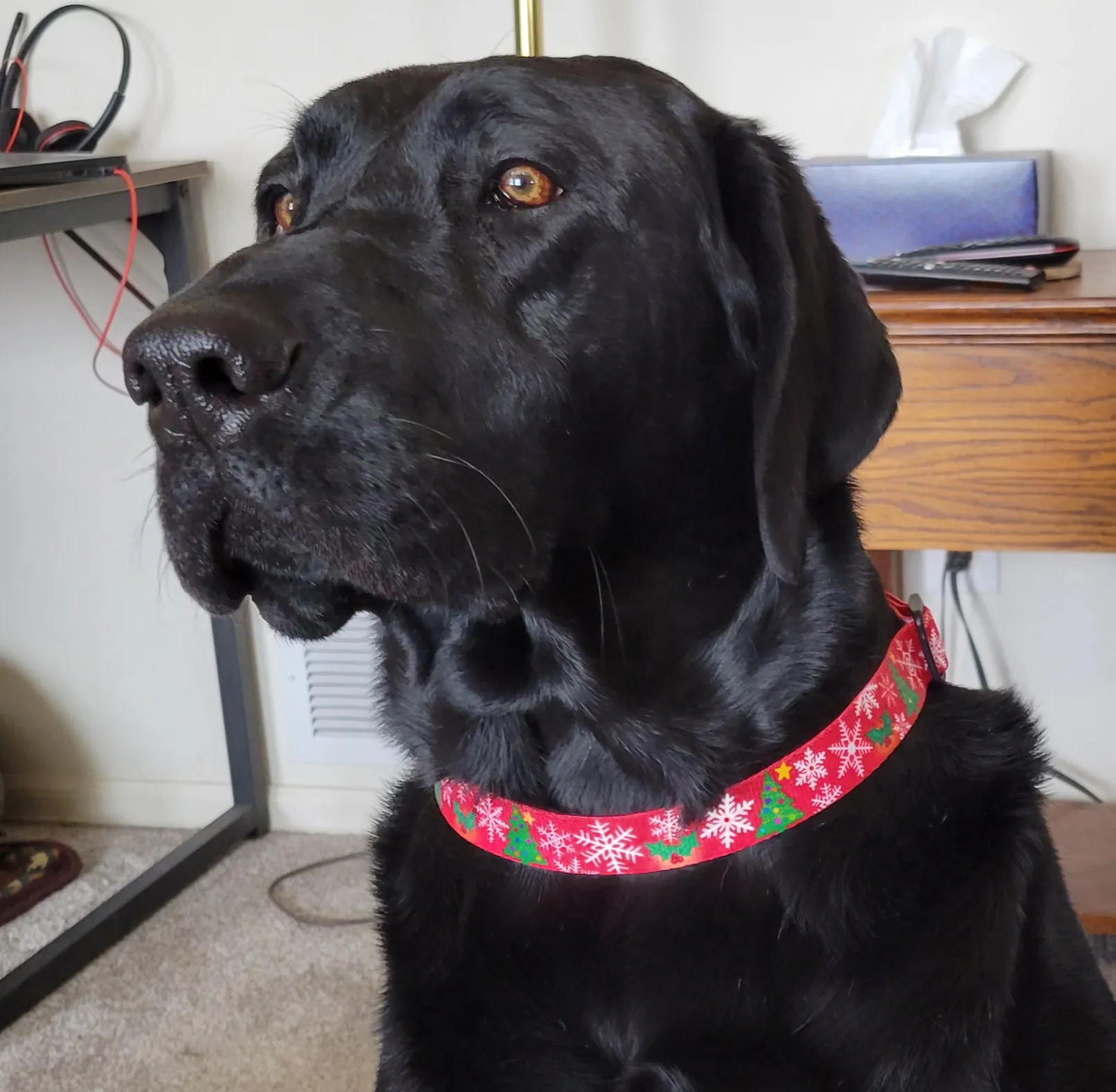 Christmas Tree & Snowflakes Personalized Dog Collar