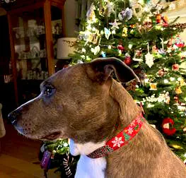 Christmas Tree & Snowflakes Personalized Dog Collar