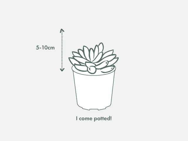 Echeveria benimusume