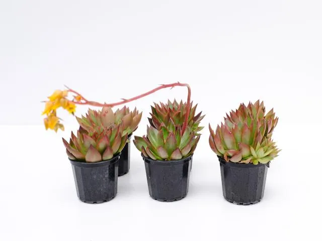 Echeveria benimusume