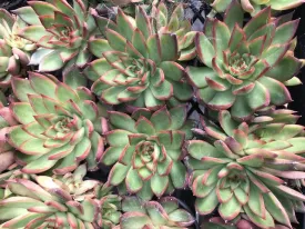 Echeveria benimusume