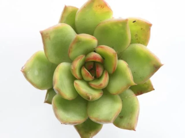 Echeveria benimusume
