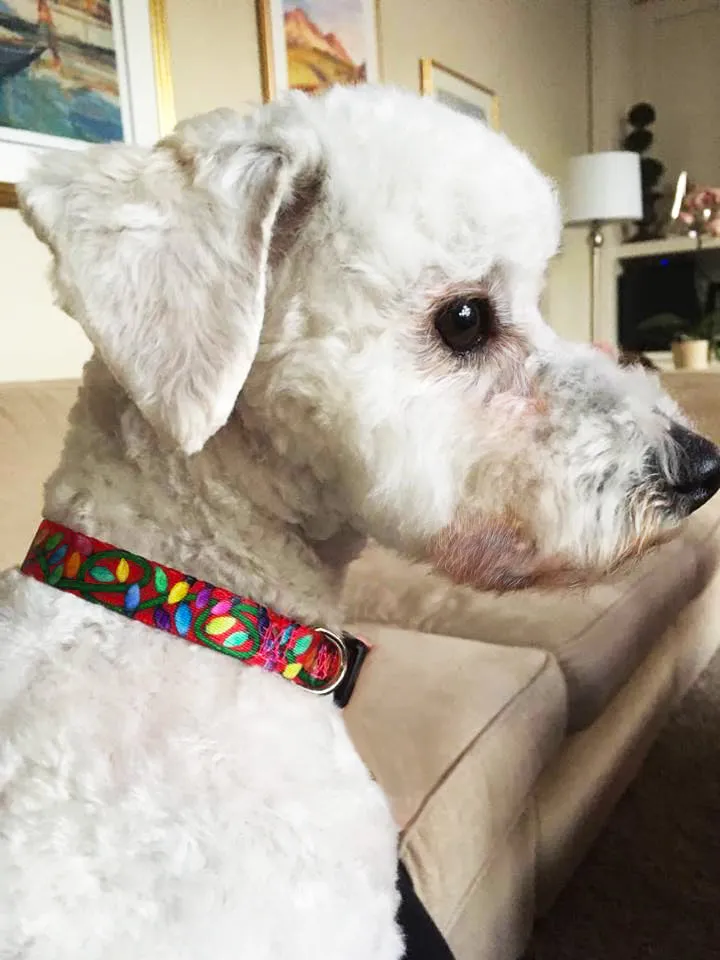 Festive Christmas Lights Personalized Dog Collar