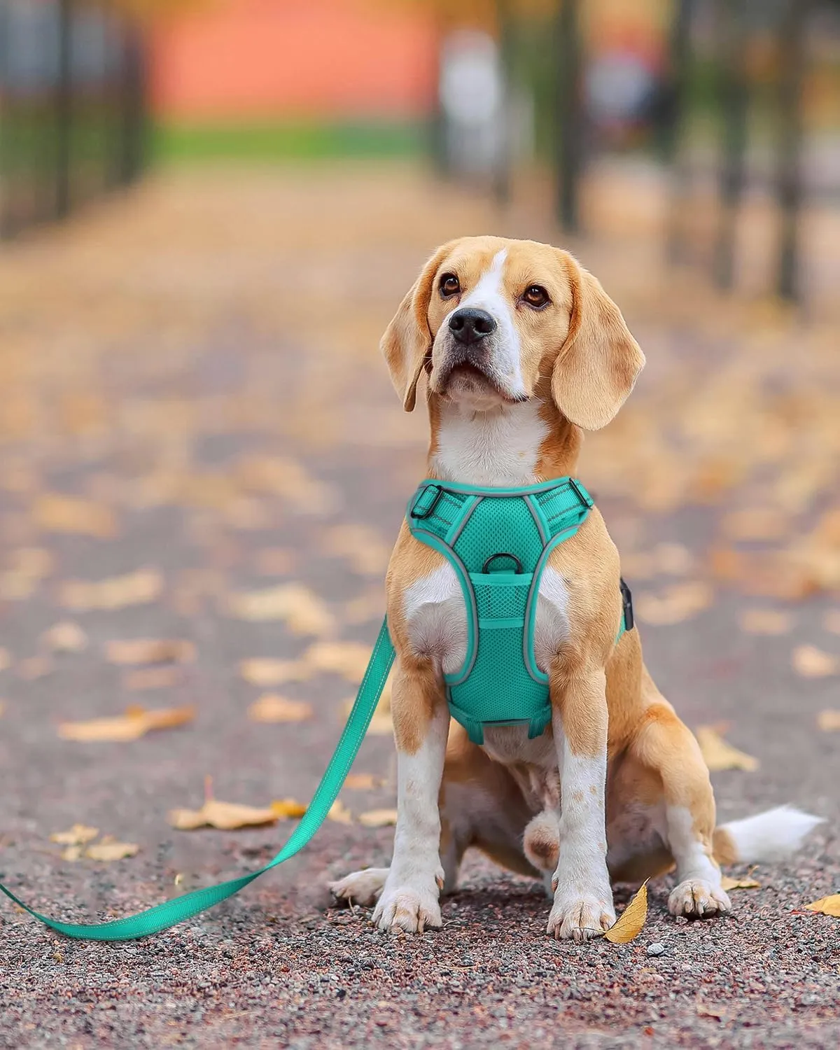 Joytale Step-in No Pull Dog Harness Medium Sized Dog with 2 Leash Clips, Reflective Pet Vest with Easy Control Handle, Adjustable Soft Padded Harness for Walking and Training, Teal,M