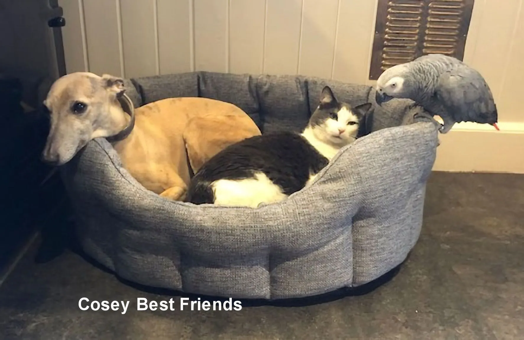 Large Heavy Duty Oval High Sided Basket weave Dog Bed