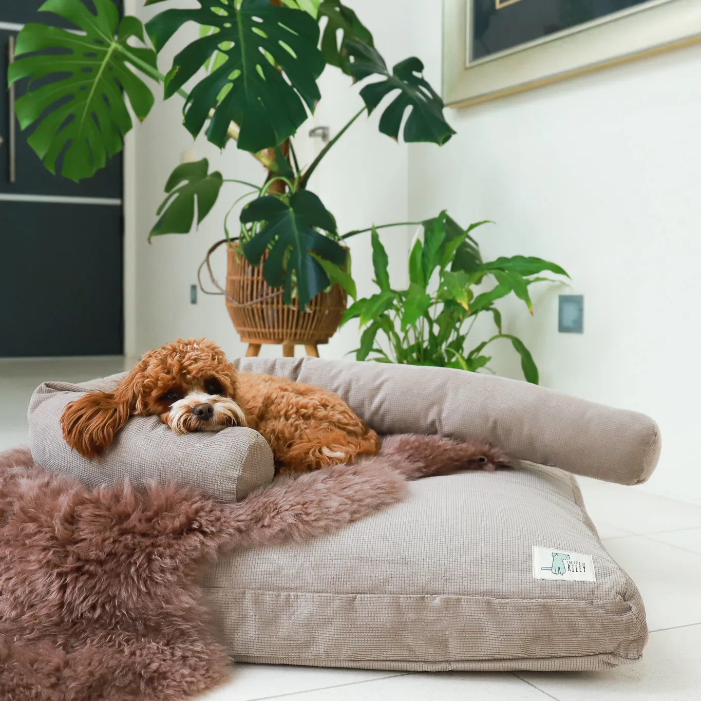 Premium Dog Bed Bundle
