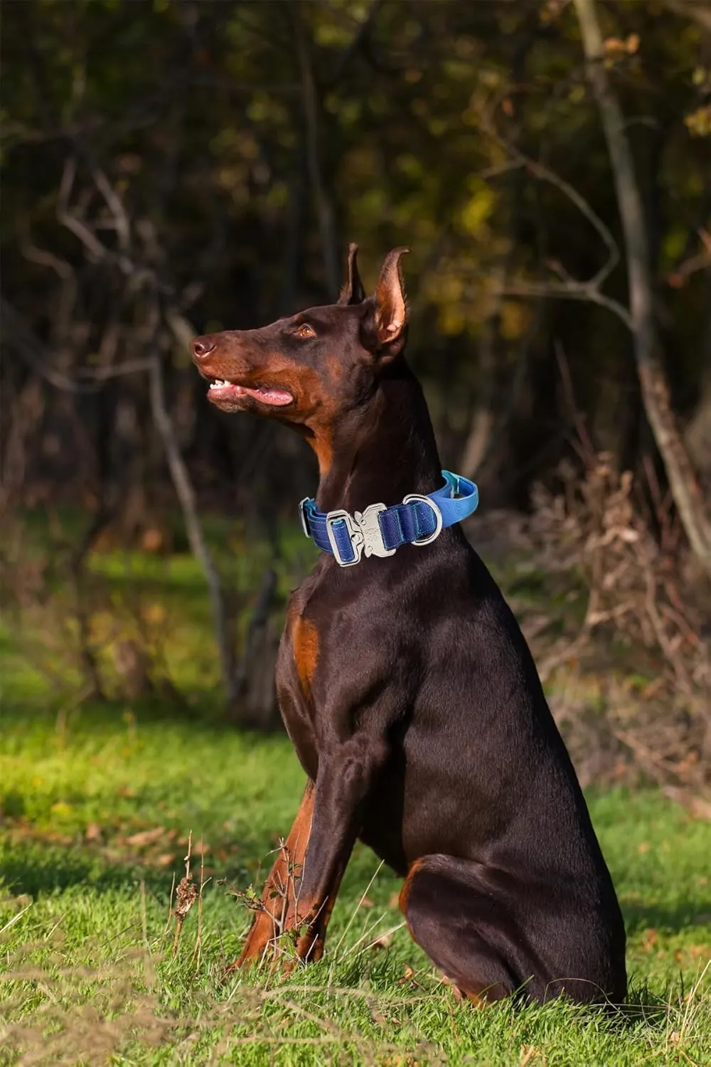 Tactical Dog Collar, Wide Thick Heavy Duty Dog Collar with Handle, Soft Neoprene Padded Military-Grade Nylon Training Collar with Quick Release Metal Buckle for Large Dogs (Blue, M)